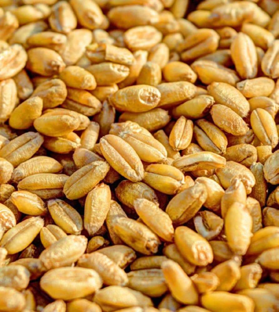 Close-up of golden wheat grain