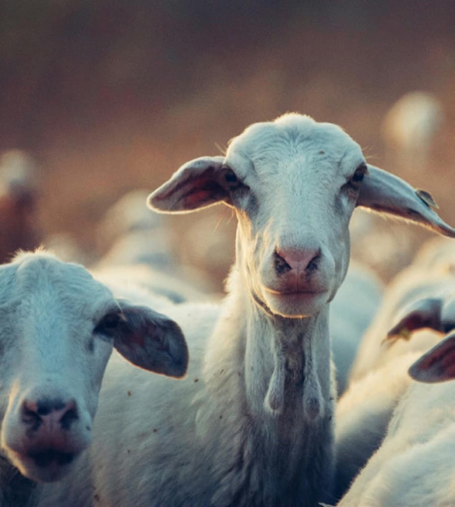 Flock of sheep at golden hour