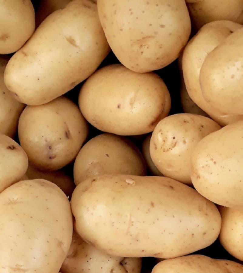 Washed potatoes packed for grading