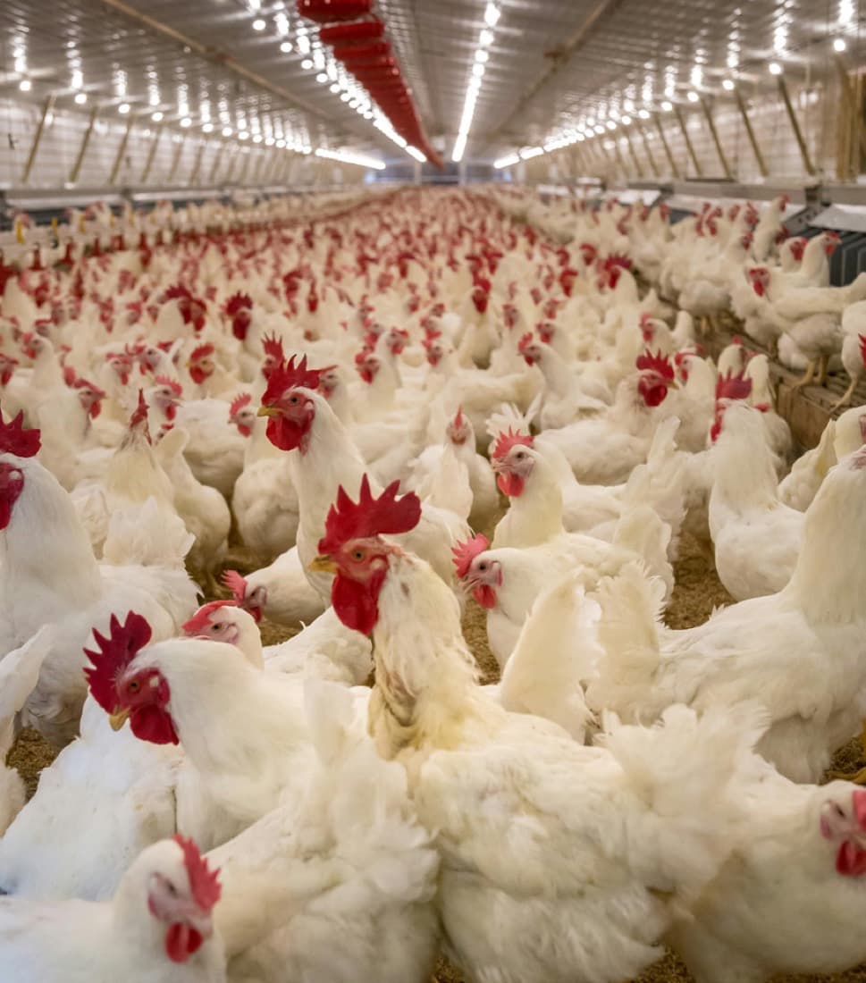 Broiler flock inside a climate-controlled poultry house