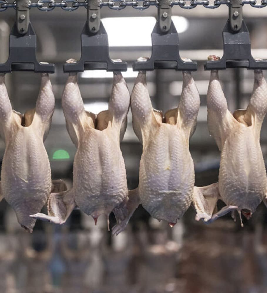 Dressed whole birds on a certified processing line
